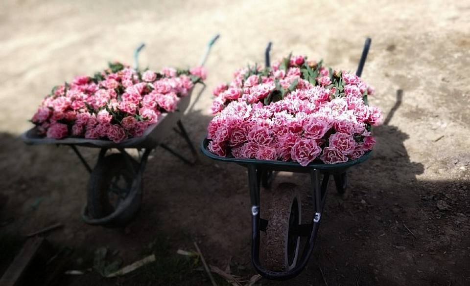 Brouette de fleurs
