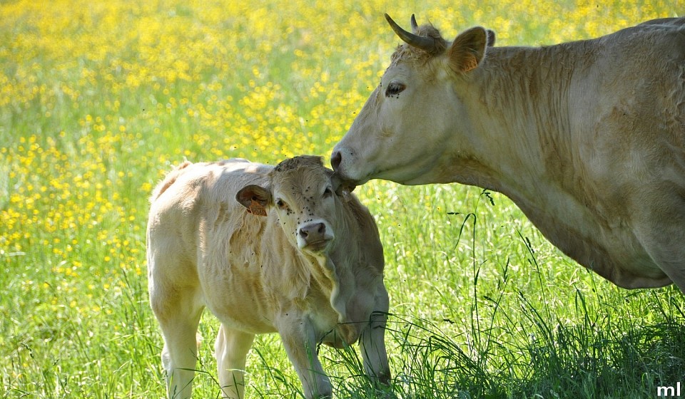vache