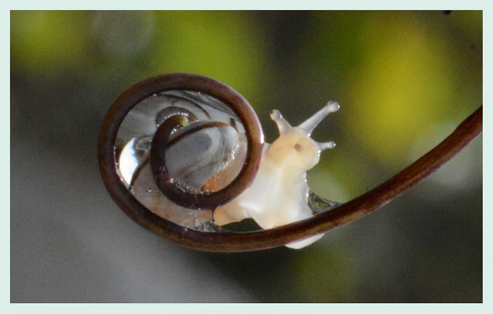 escargot