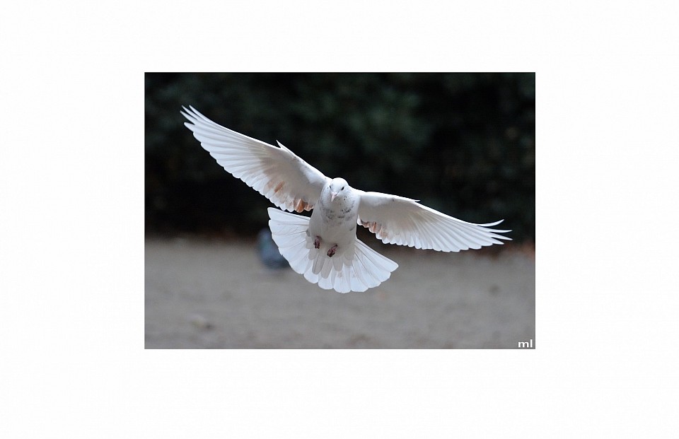 pigeon