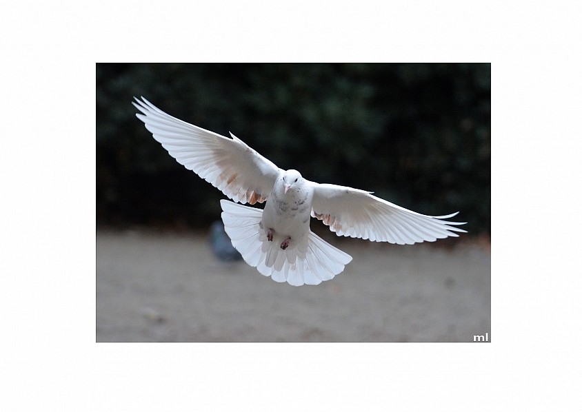 pigeon