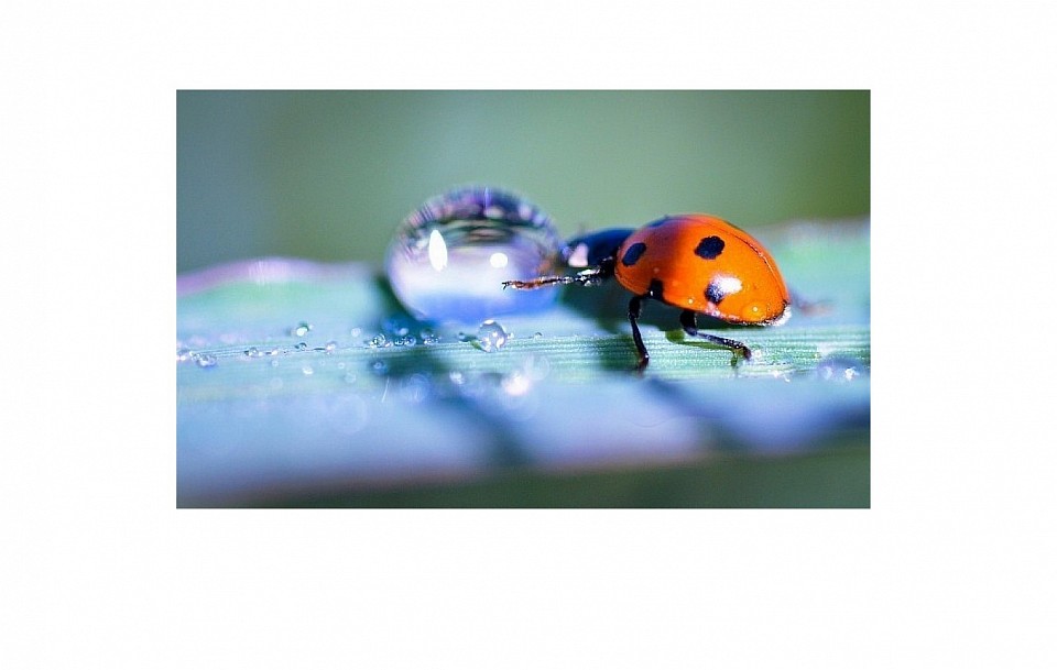 Coccinelle