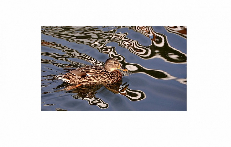 reflets