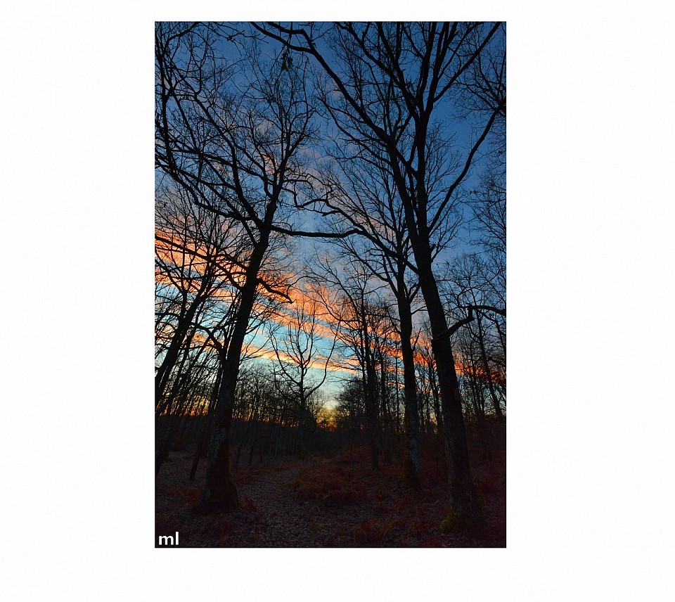 arbres