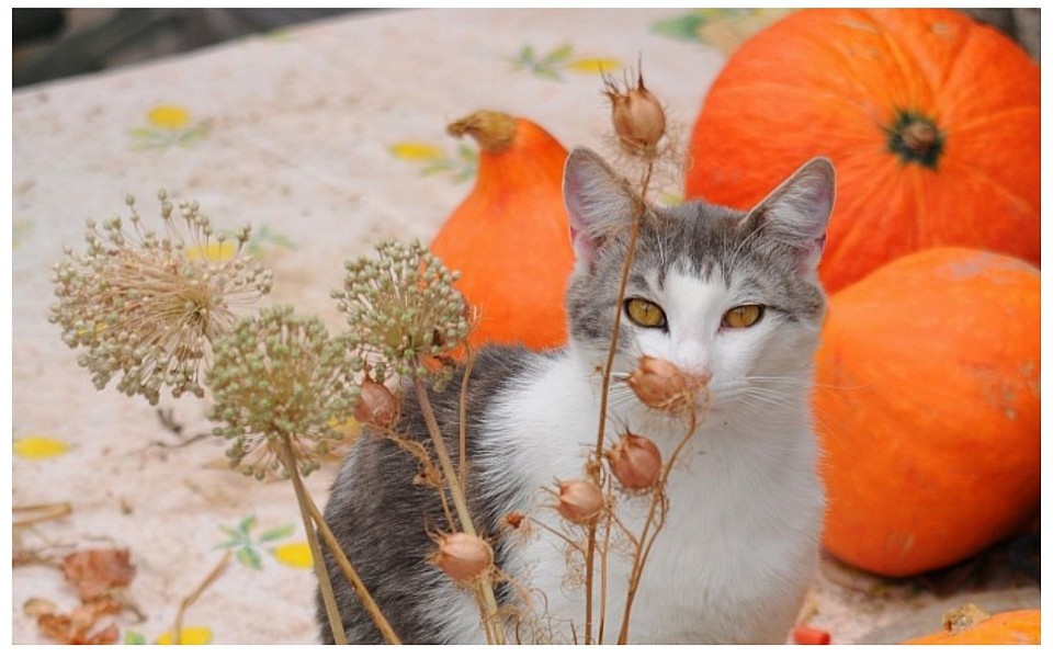Chat