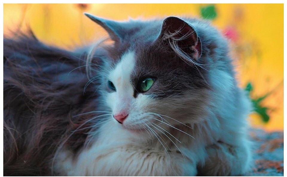 Chat