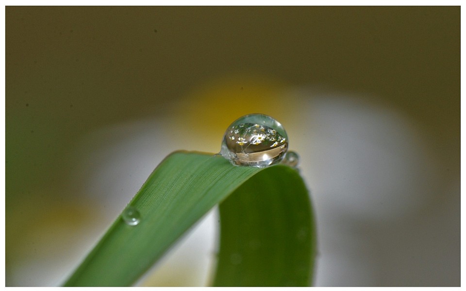 Goutte