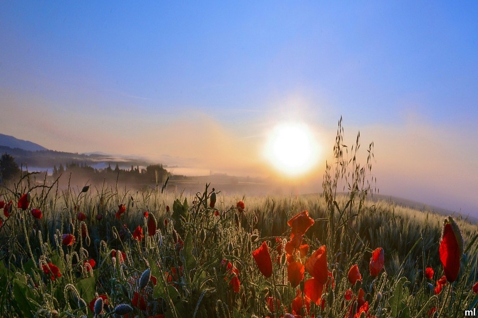 coquelicots