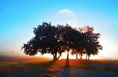 Arbres