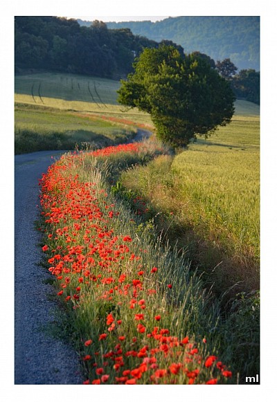 chemin