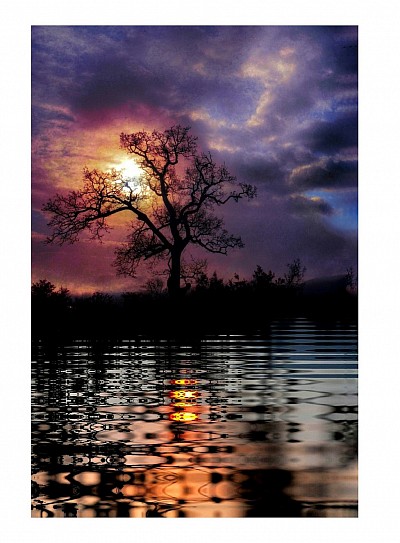 arbre