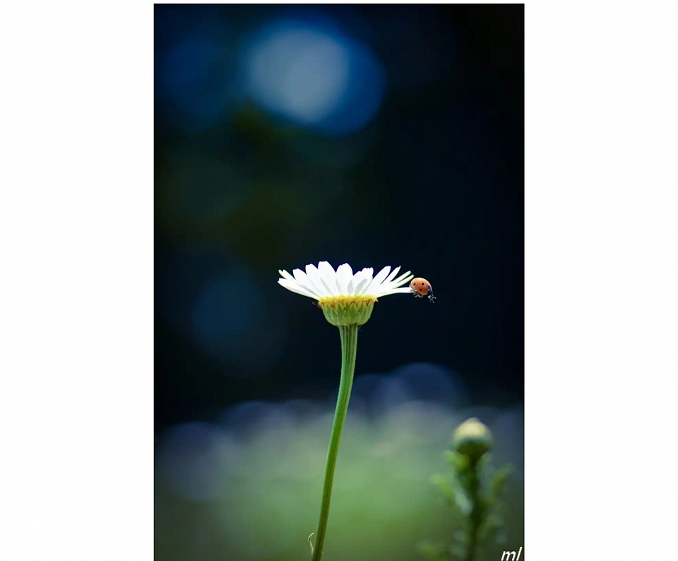 Coccinelle