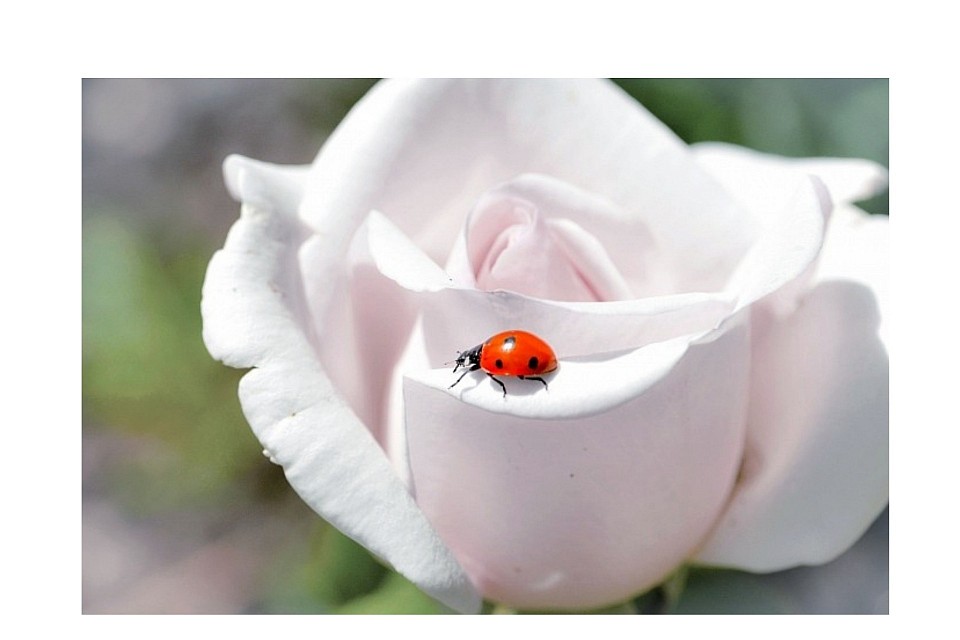 Coccinelle