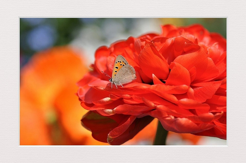 papillon