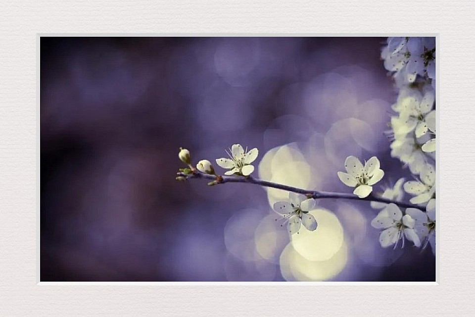 Arbres Fleurs