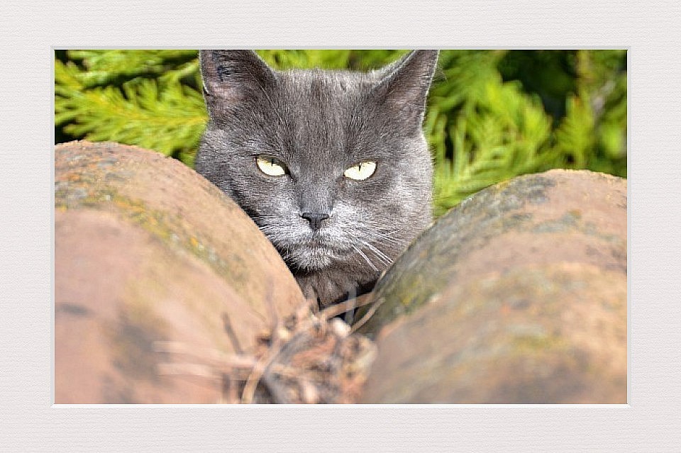 Chat