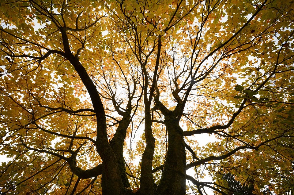 arbre