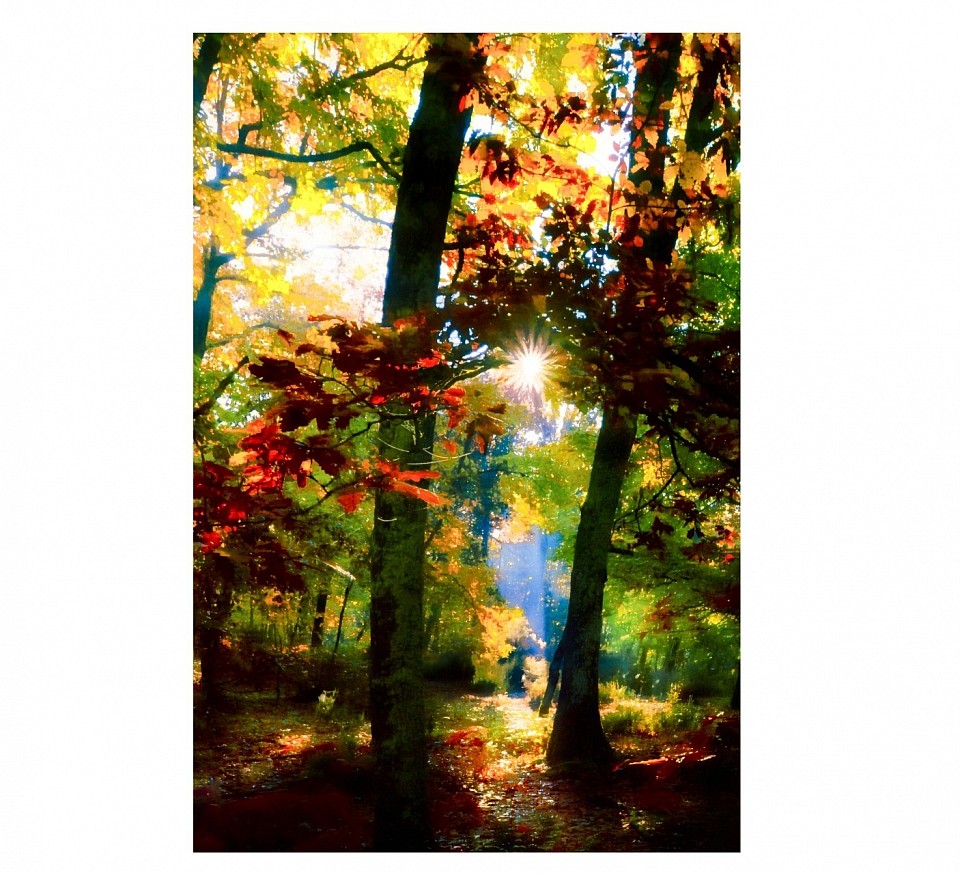 Forêt @ Mathieu Leduc