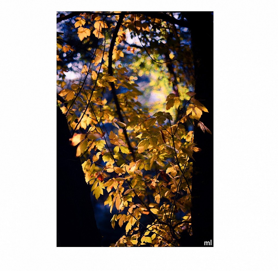 arbres