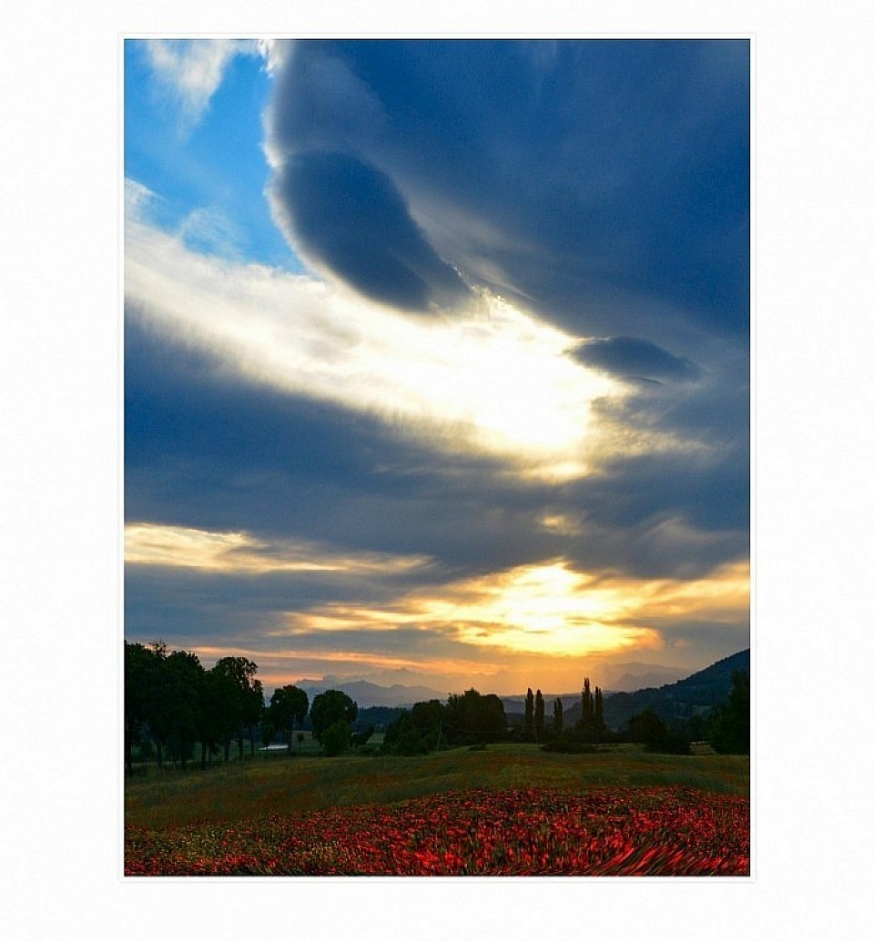 Coquelicots