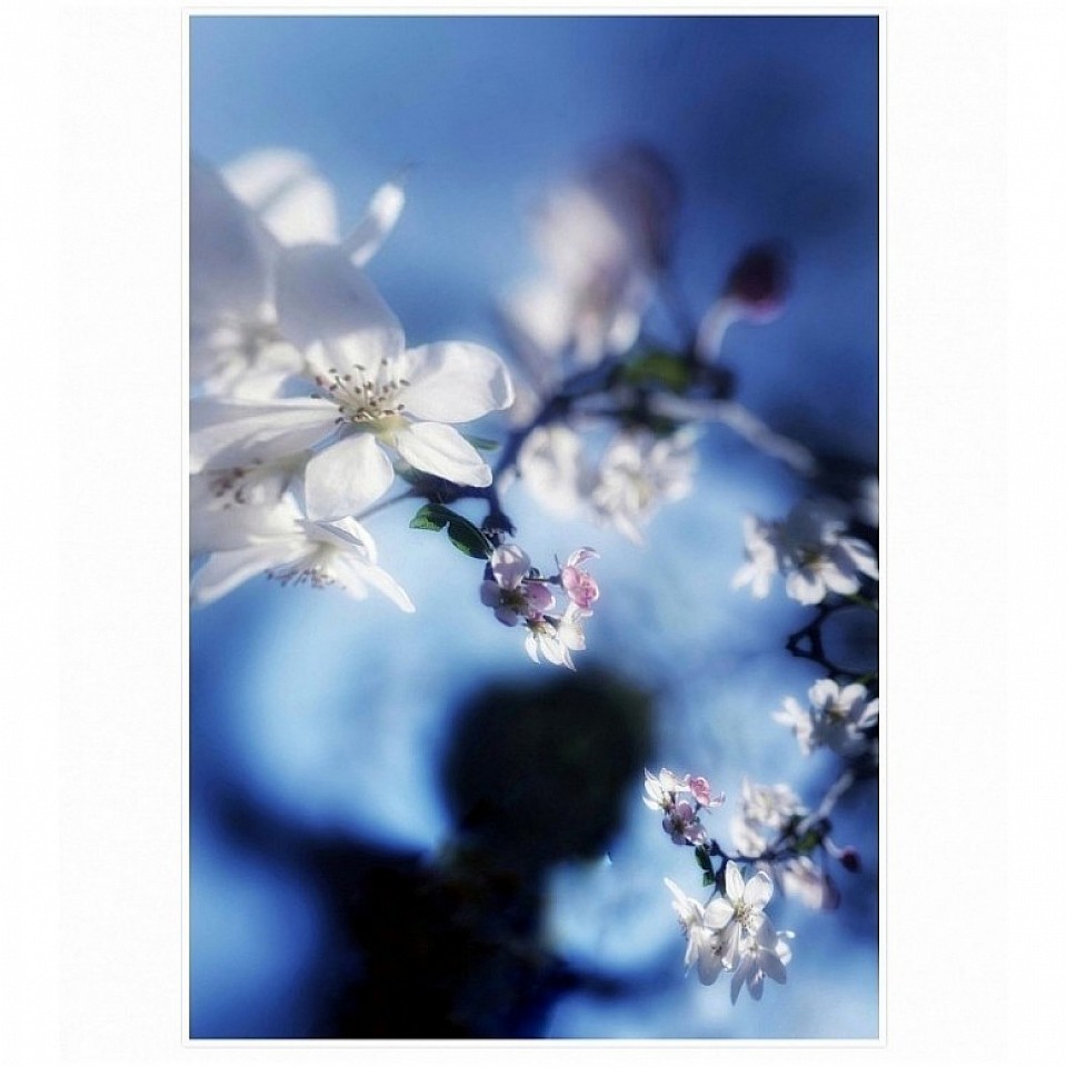 L'esprit des fleurs