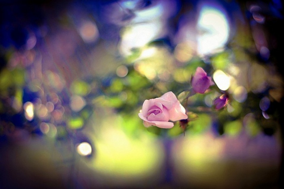 Rose