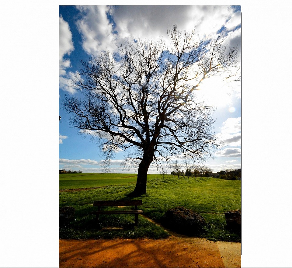 arbre