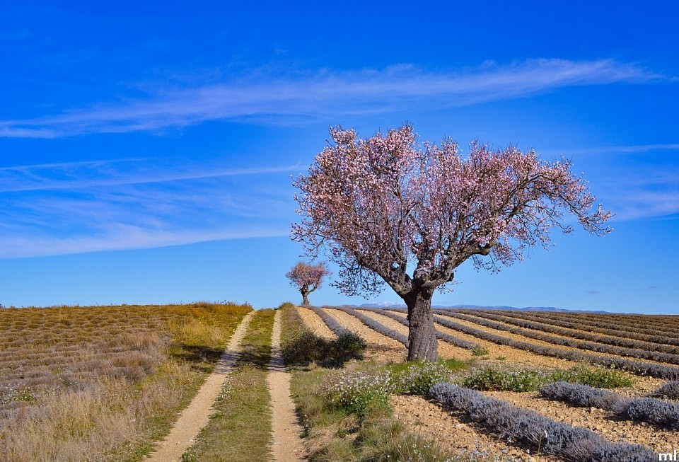 Dans la grâce d’un amandier, dans un beau silence secret et dans un mince tourbillon de reflets qui brille sur les branches; une lumière posée sur les fleurs et le souffle parfumé du printemps   qui luisent au cœur d'un instant.@ Mathieu Leduc