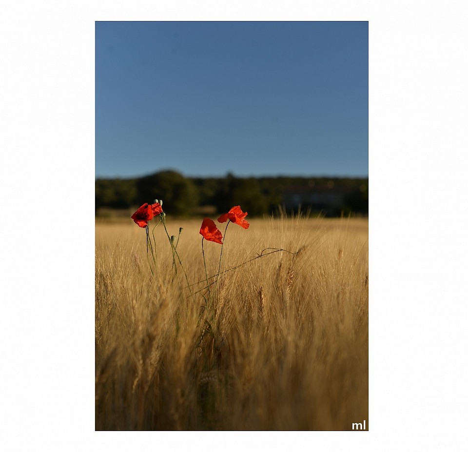 @MathieuLeduc