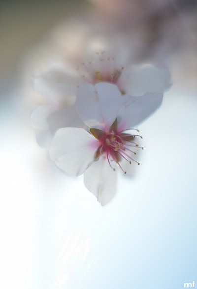 fleurs amandier