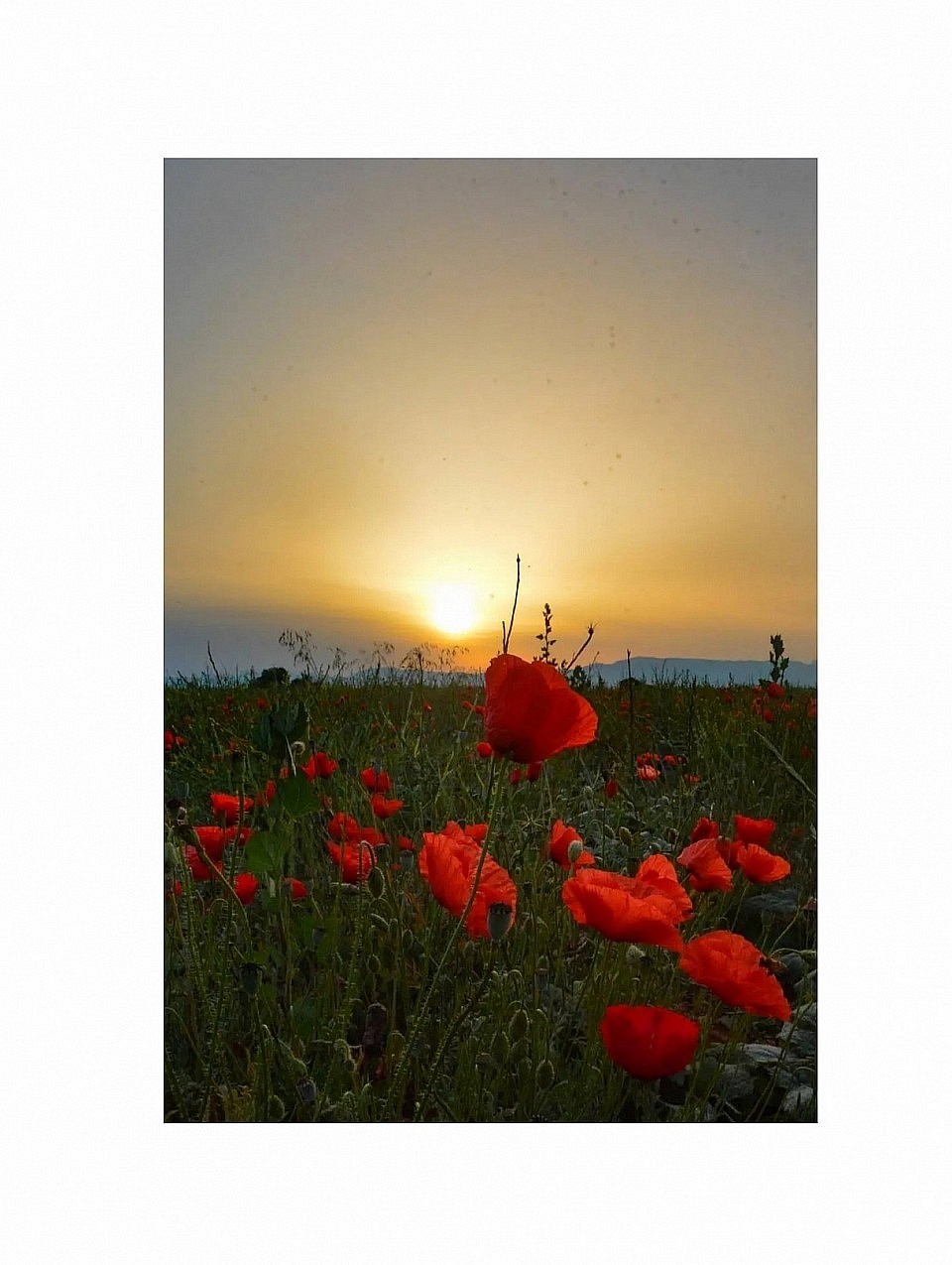 Dans un océan de coquelicots qui se dévoile peu à peu, s'élance le jour et les lueurs pâles de la brume, S’avance doucement les premiers rayons de soleil jouant dans la rosée, les feuilles et les fleurs dorées.