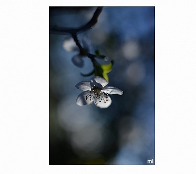 fleurs de prunus