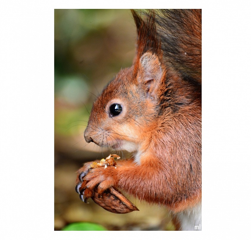 gourmand